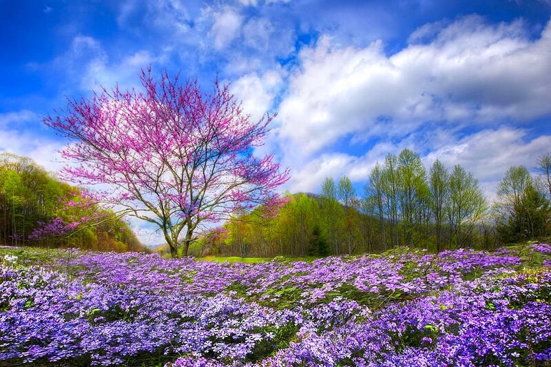Purple-flowered Tree — Purple, Serene, Spring, Photograph, Flowers