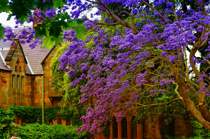 Purple-flowered Tree — Purple, Serene, Spring, Photograph, Stone Building