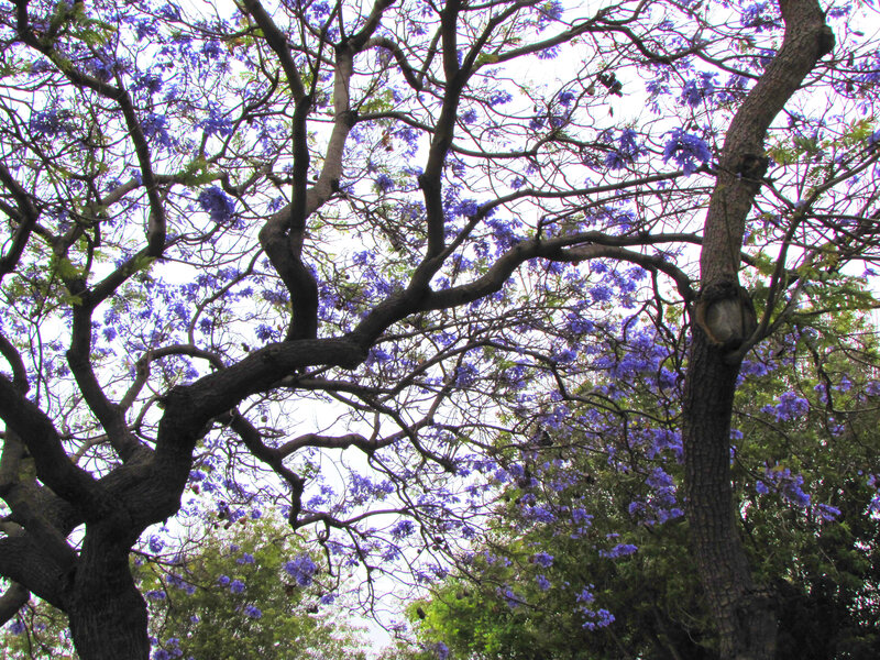 Purple-flowered Tree — Purple, Serene, Spring, Photograph