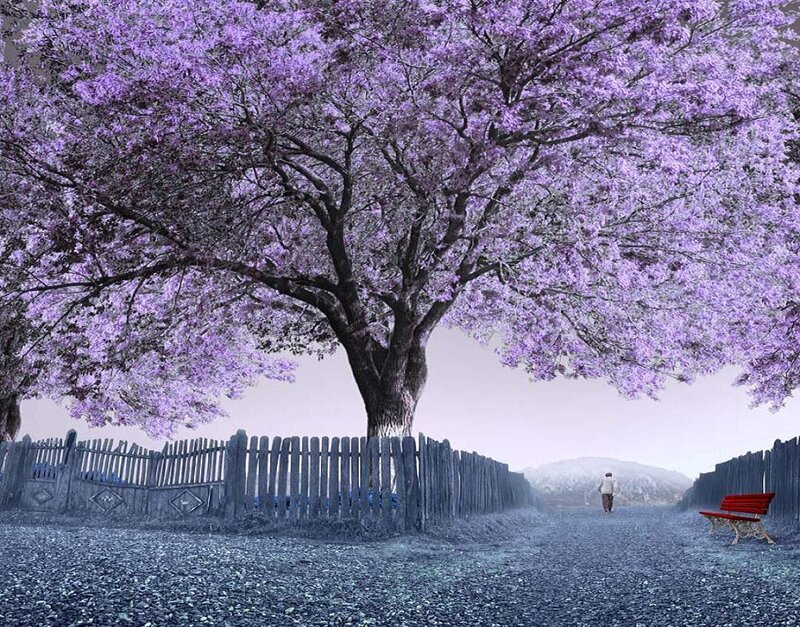 Purple-flowered Tree — Purple, Serene, Spring