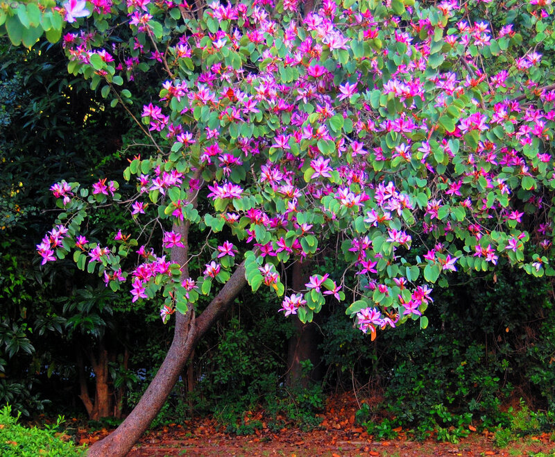 Purple-flowered Tree — Purple