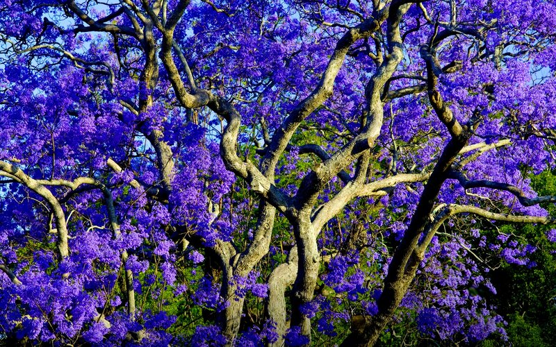 Purple-flowered Tree — Purple, Vibrant