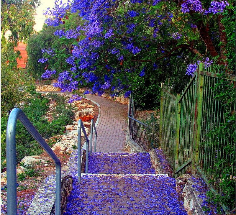 Purple-flowered Tree Steps