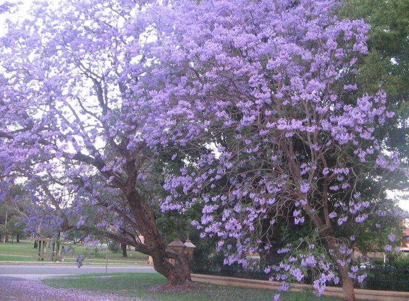 Purple-flowered Tree