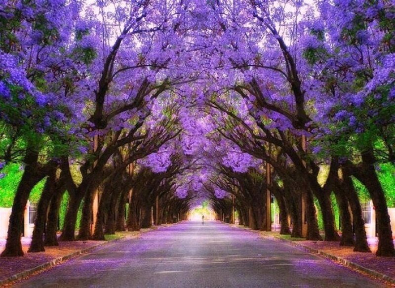 Purple-flowered Tree Tunnel — Purple