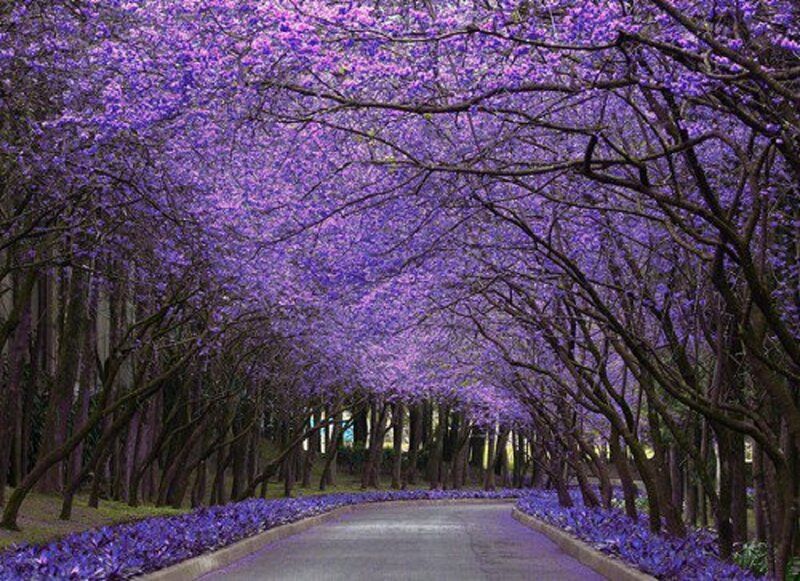 Purple-flowered Tree Tunnel