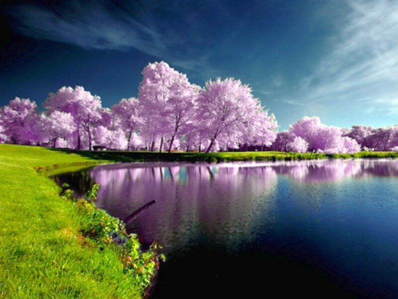 Purple-flowered Trees by Lake — Green