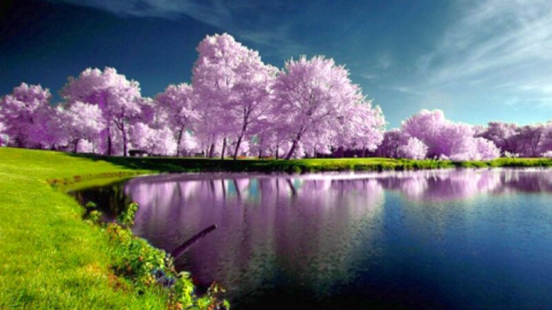 Purple-flowered Trees by Lake — Purple, Serene