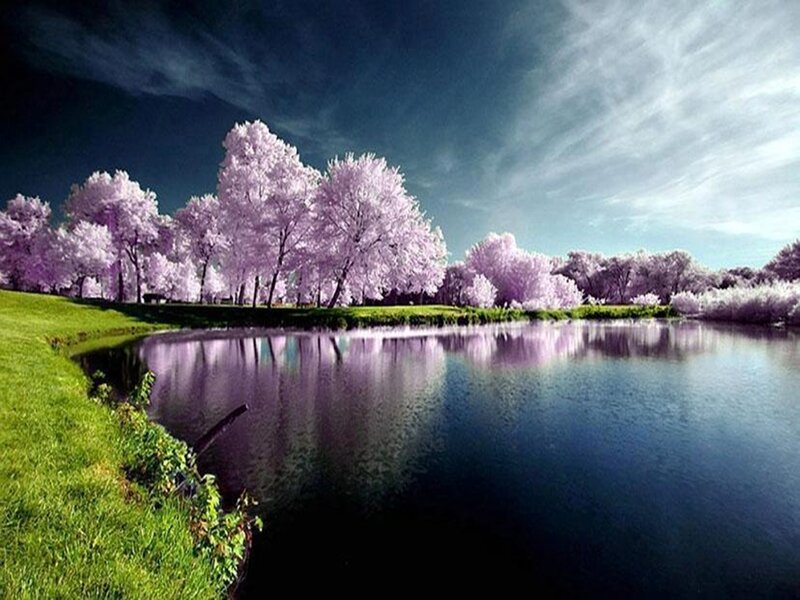 Purple-flowered Trees by Lake — Purple