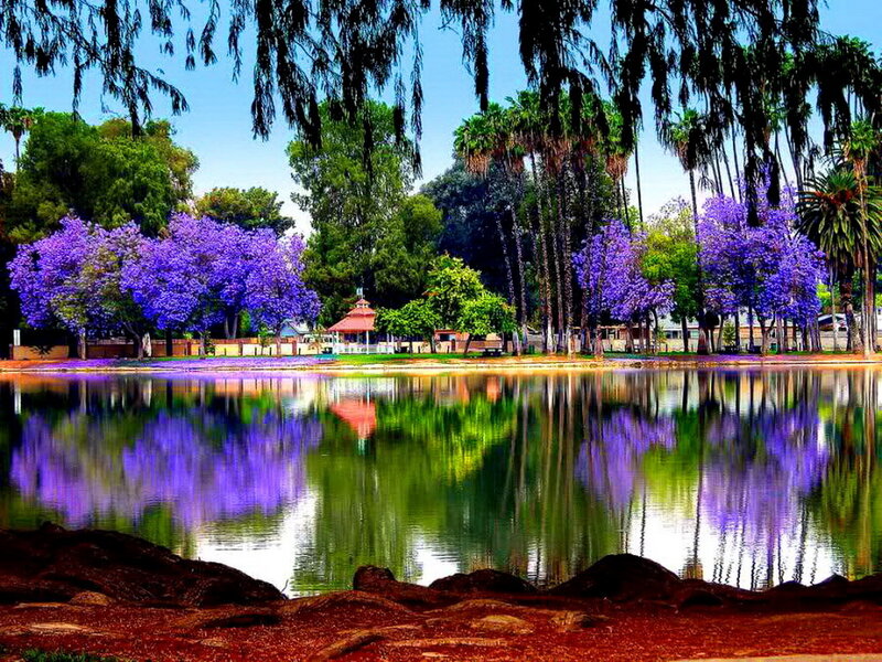 Purple-flowered Trees by Lake