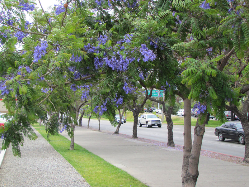 Purple-flowered Trees — Green, Calm