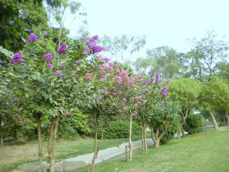 Purple-flowered Trees — Green, Serene, Afternoon