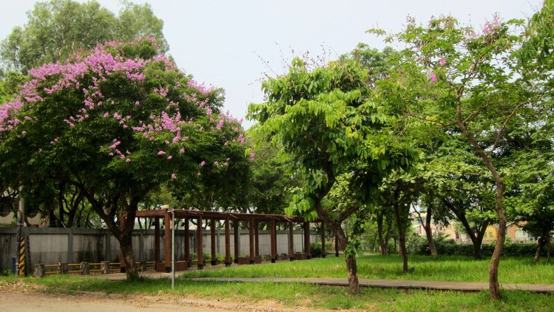 Purple-flowered Trees — Green, Serene, Spring, Photograph