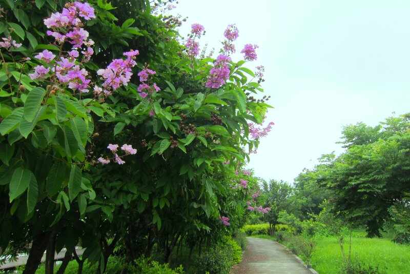 Purple-flowered Trees — Green