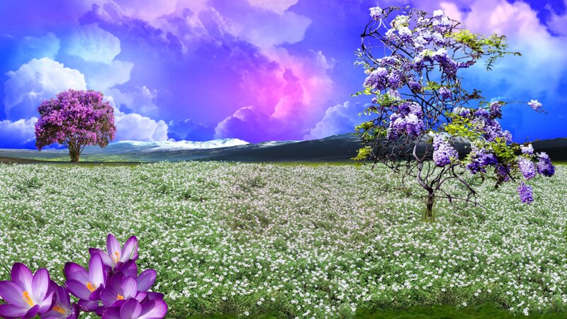 Purple-flowered Trees in Field
