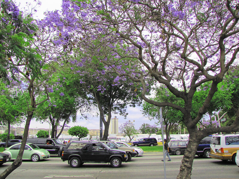 Purple-flowered Trees on Street