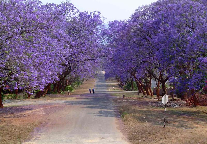 Purple-flowered Trees — Purple, Serene, Afternoon
