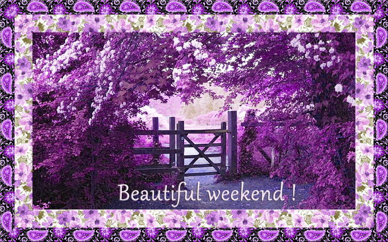 Purple-flowered Trees — Purple, Serene, Spring, Photograph, Gate