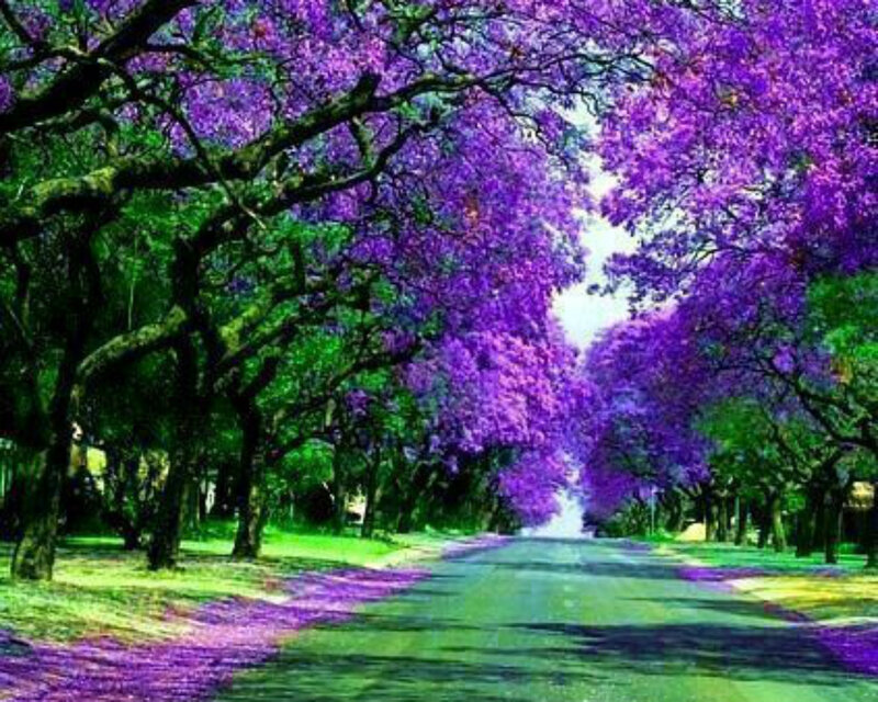Purple-flowered Trees — Purple, Serene, Spring, Photograph, Road, Flowers, Grass