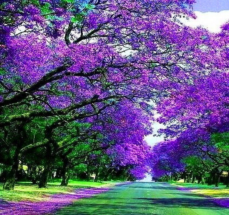 Purple-flowered Trees — Purple, Serene, Spring, Photograph, Road, Flowers