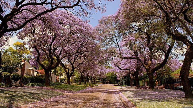 Purple-flowered Trees — Purple, Serene, Spring, Photograph, Road, Houses