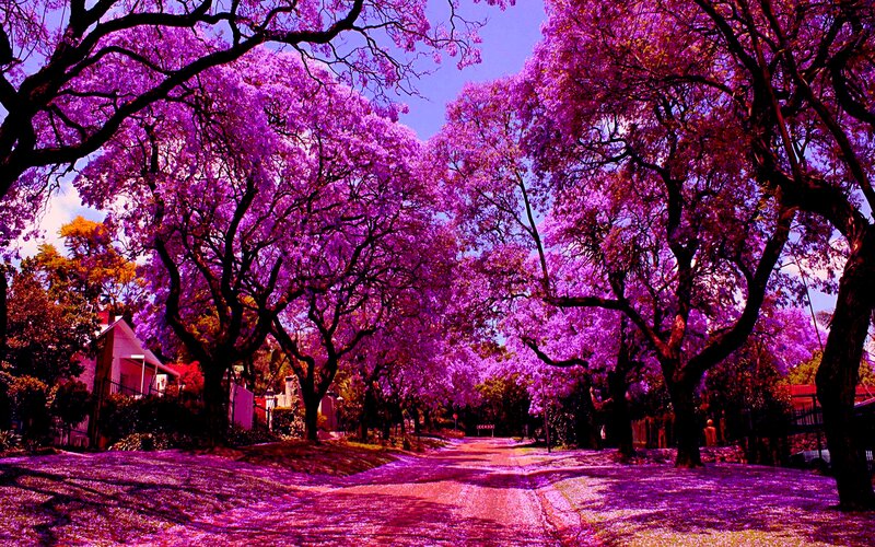 Purple-flowered Trees — Purple, Serene, Spring, Photograph, Road, Sky