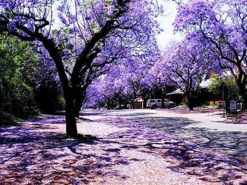 Purple-flowered Trees — Purple, Serene, Spring, Photograph, Road