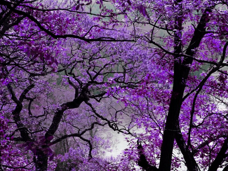 Purple-flowered Trees — Purple, Serene, Spring, Photograph
