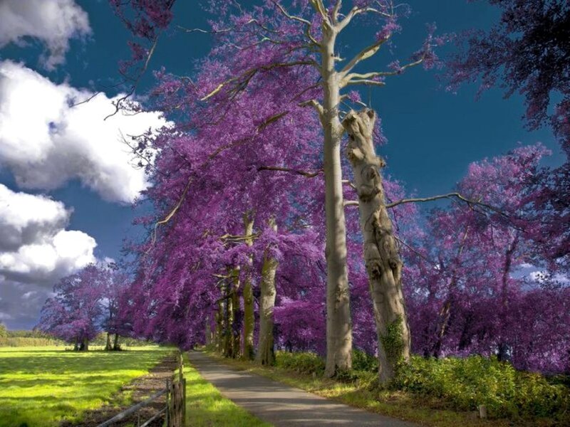 Purple-flowered Trees — Purple, Serene
