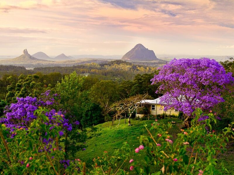 Purple-flowered Trees — Purple