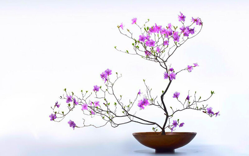Purple Flowering Bonsai