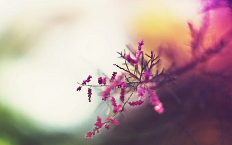 Purple Flowering Branch — Serene