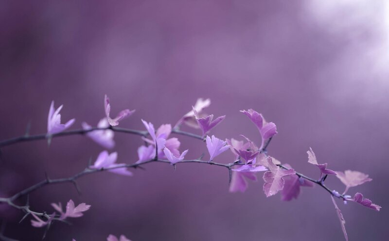 Purple Flowering Branch