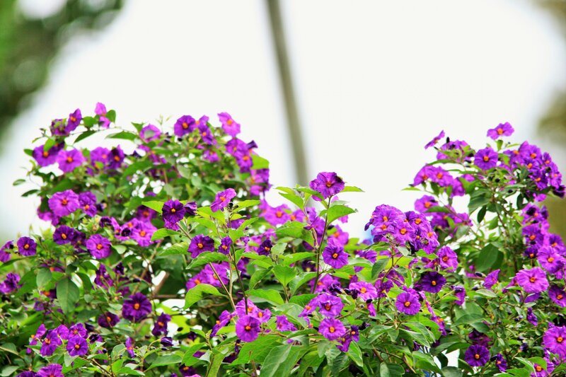 Purple Flowering Bush — Calm, Afternoon