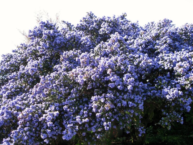 Purple Flowering Bush — Calm