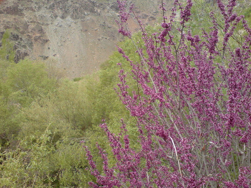 Purple flowering bush in canyon