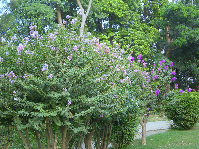 purple flowering bush in park