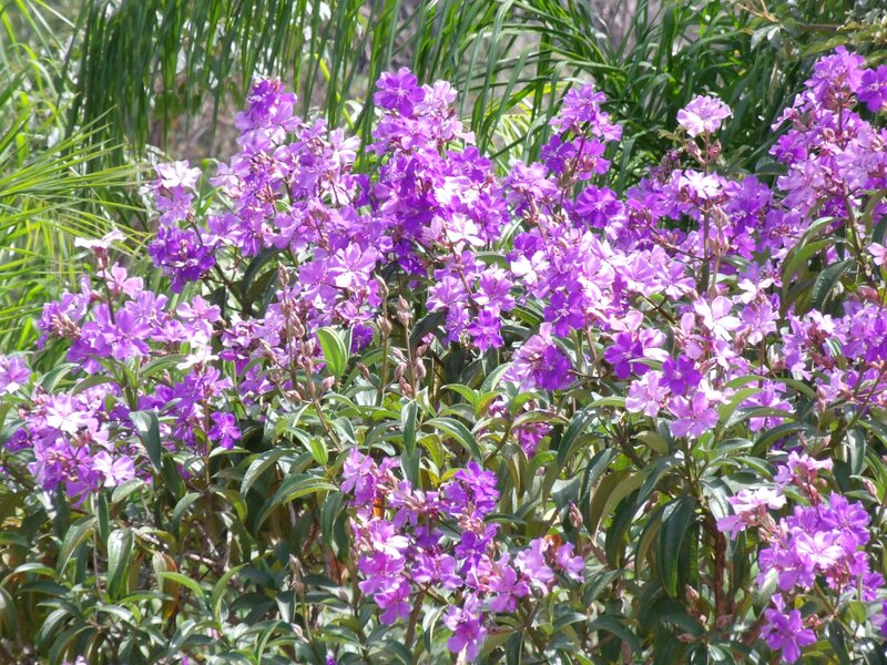 Purple Flowering Bush — Natural