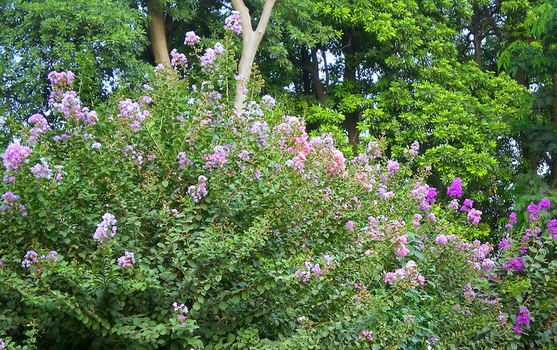 Purple Flowering Bush — Serene, Summer