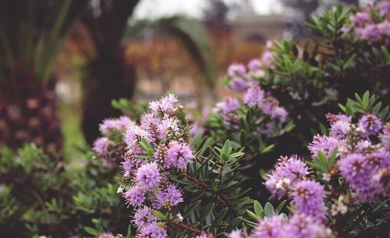 Purple Flowering Bush — Serene