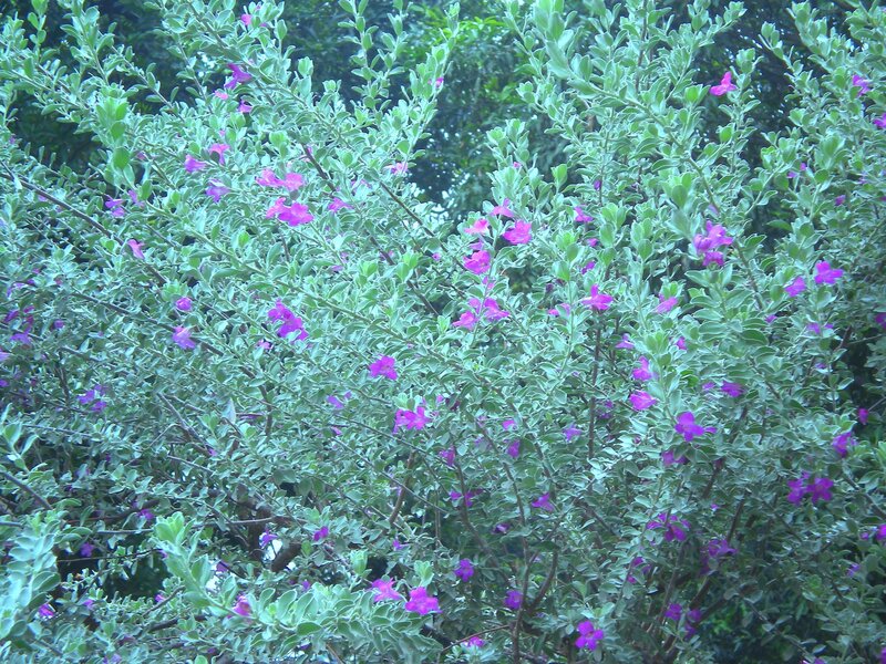 purple flowering bush