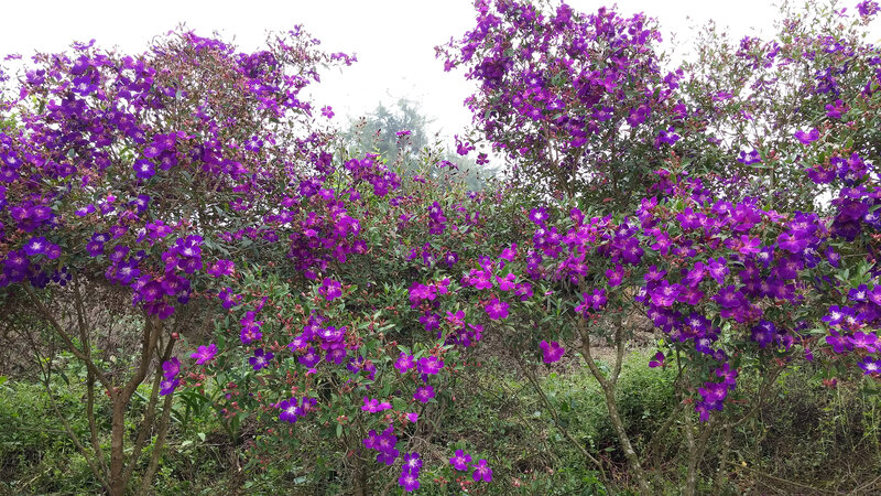 Purple Flowering Bushes — Calm