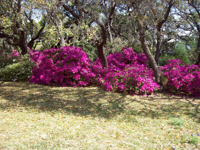 Purple Flowering Bushes