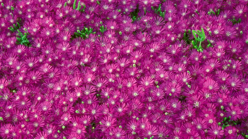 Purple Flowering Ground Cover — Magenta