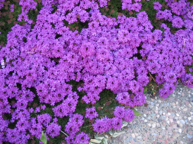 Purple Flowering Ground Cover