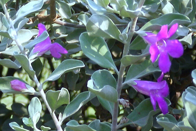 Purple Flowering Plant — Calm, Afternoon, Photograph