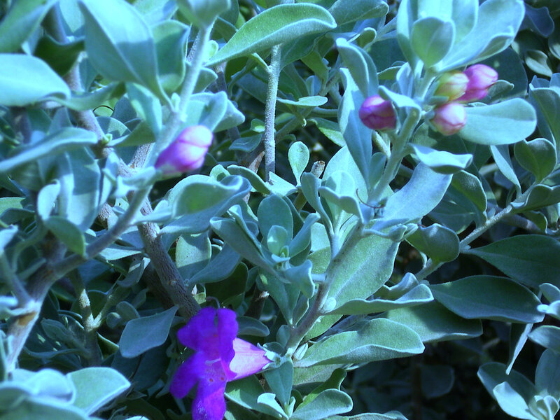 Purple Flowering Plant — Calm, Afternoon