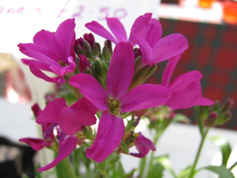 Purple Flowering Plant — Calm, Photograph, Green Stems