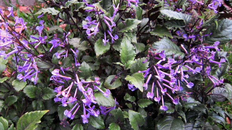 Purple Flowering Plant — Calm, Photograph, Leaves