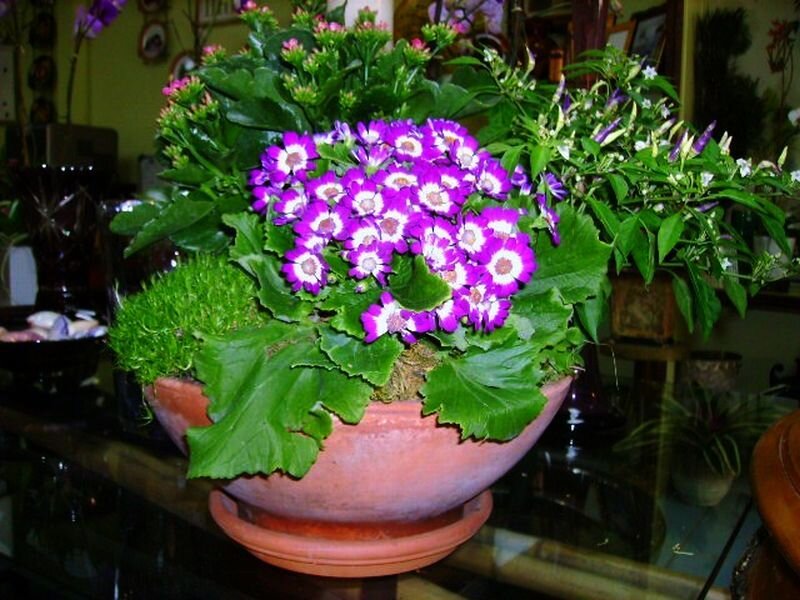 Purple Flowering Plant — Calm, Photograph